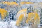 USA, Colorado, Gunnison National Forest. Snow-covered forest in autumn. Art Print